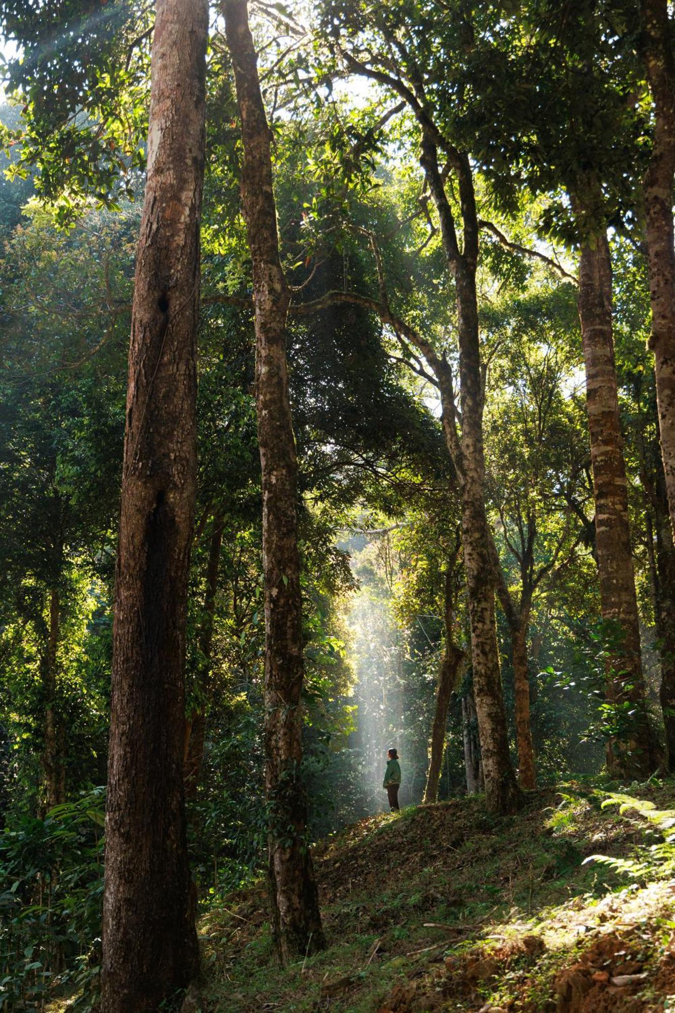 Jungle Park Resort By Greenescapes Vythiri Esterno foto
