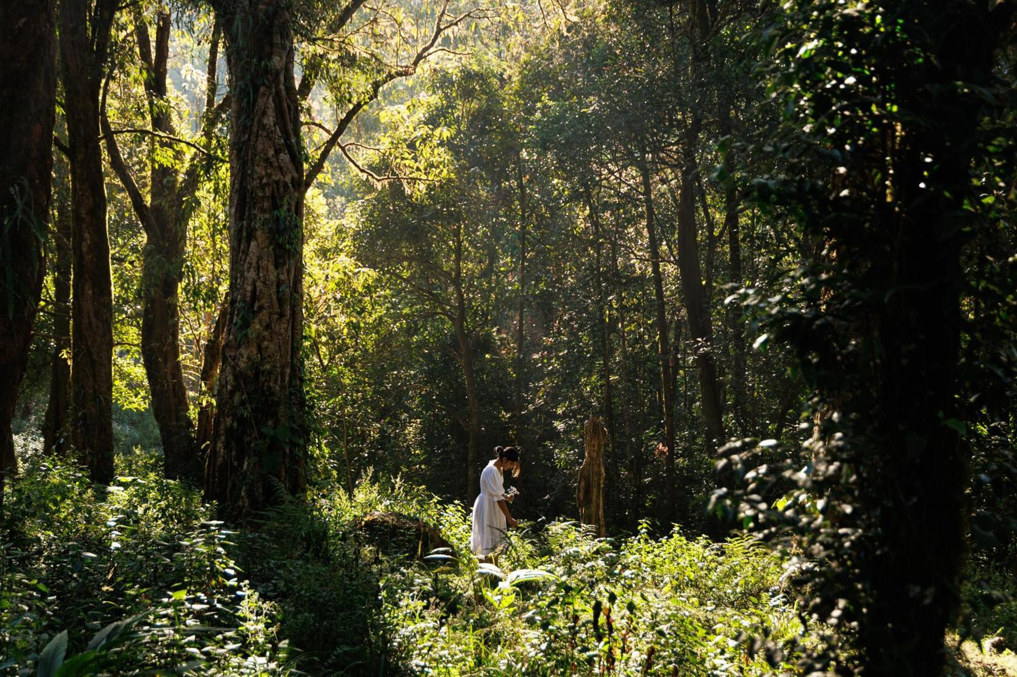 Jungle Park Resort By Greenescapes Vythiri Esterno foto